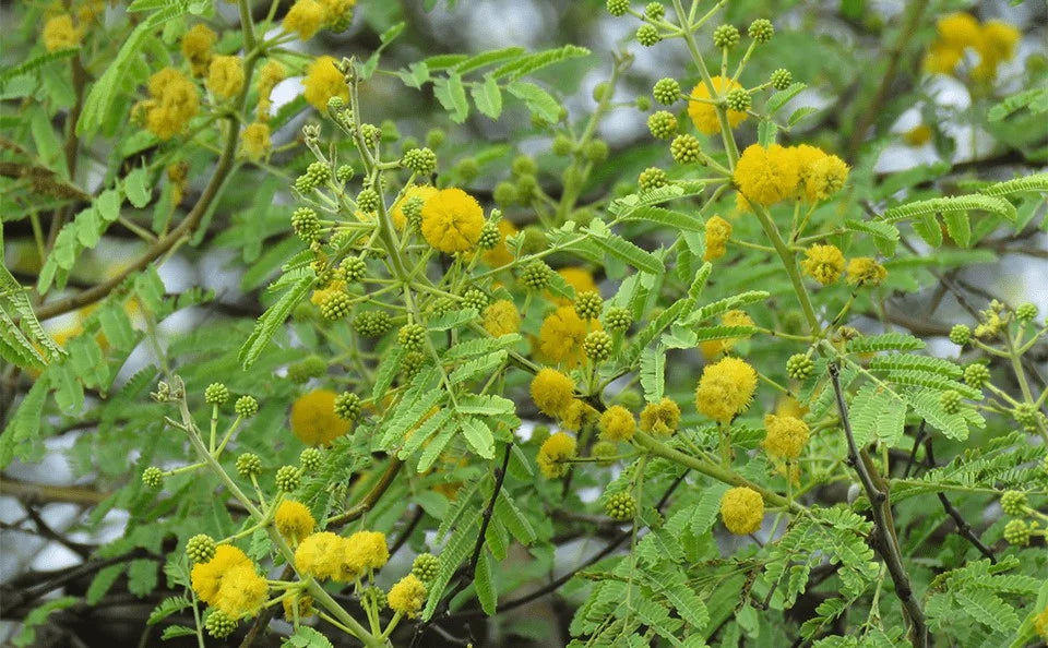 Baboola