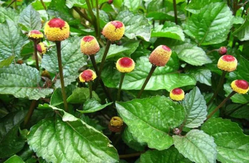Akarkarbha Extract