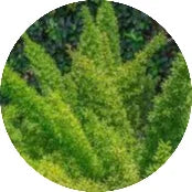 Asparagus-densiflorus.webp