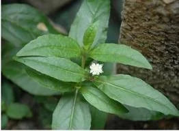 Bhringaraj