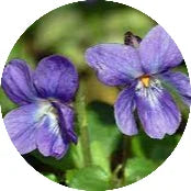 Banapsha-Viola-odorata.webp
