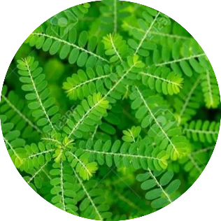 BhumyamalakiPhyllanthus-niruri.webp