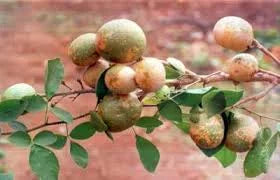 Bilva