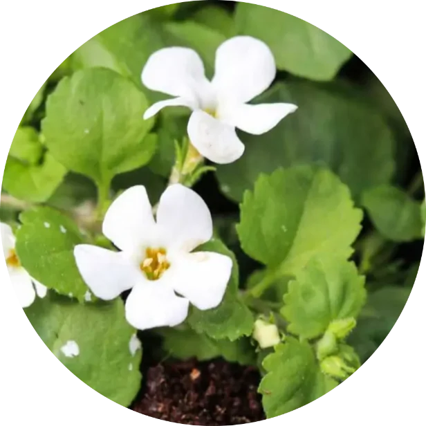 Brahmi-Bacopa-Monneri_1.webp
