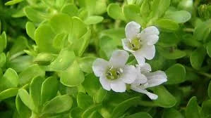 Brahmi