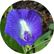 Convolvulus-pluricaulis.webp