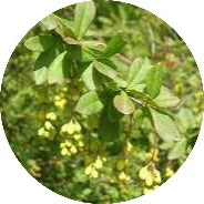 Daruharidra-Berberis-aristata.webp