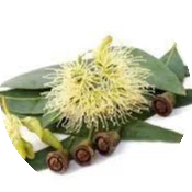 Eucalyptus-Tailaparna-taila_1.webp