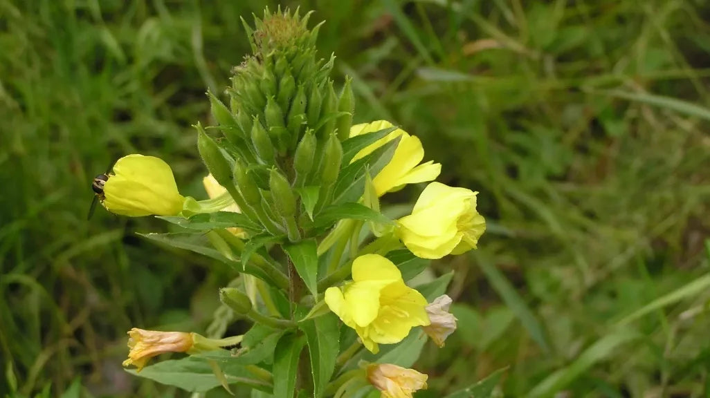 Evening Primrose Oil