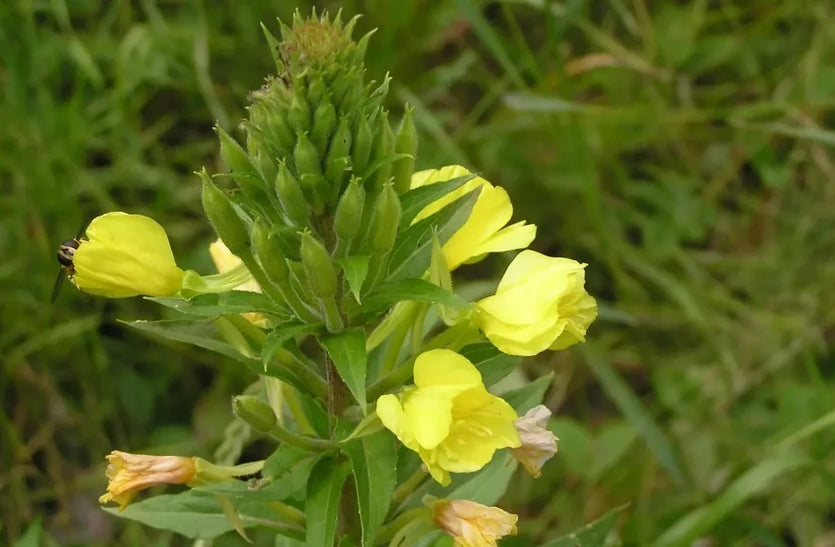 Evening Primrose Oil