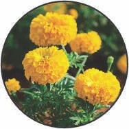 Genda-Tagetes-erecta.webp