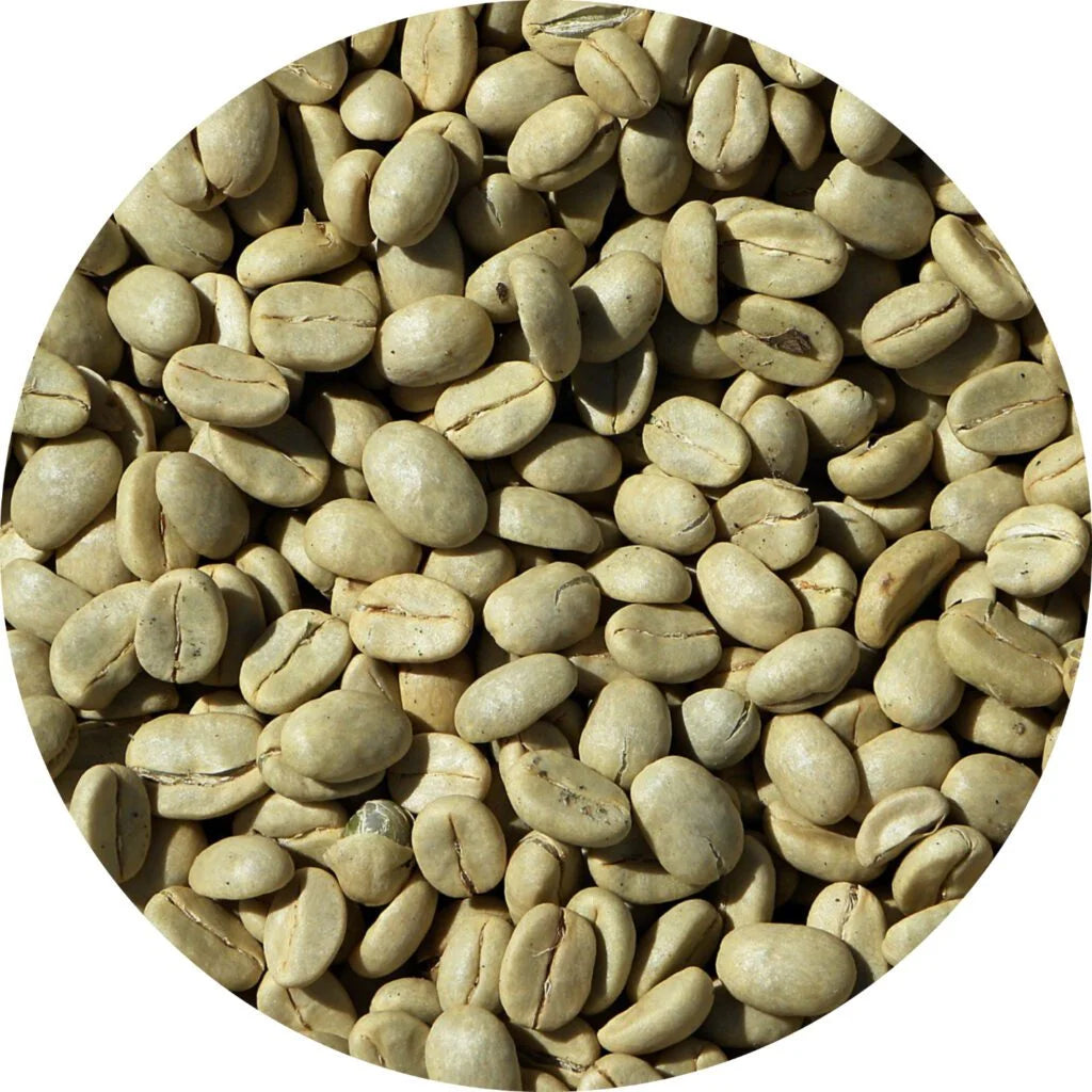 Green-coffee-beans-Coffea-arebica-1024x1024.webp