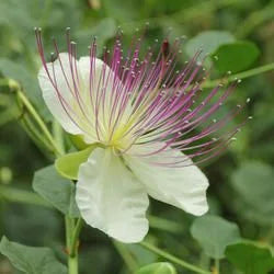 Himsra Extract