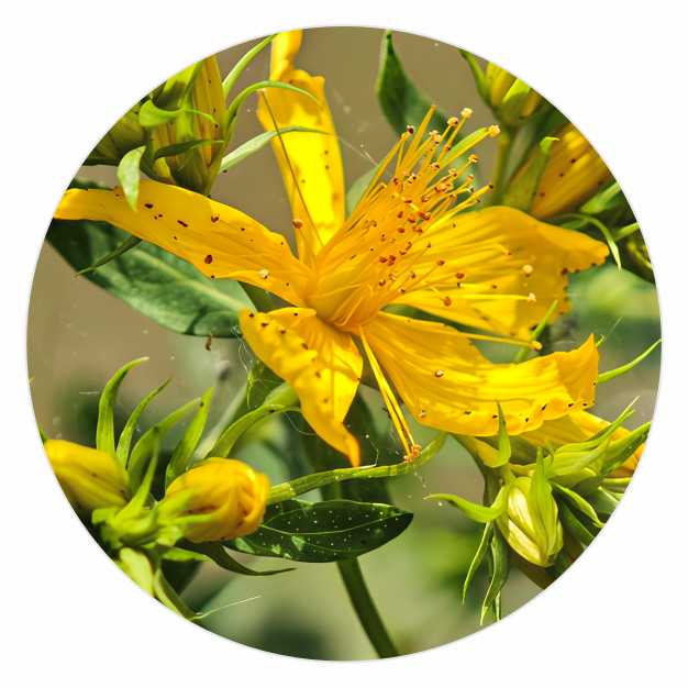 Hypericum_perforatum.jpg