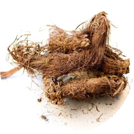 Jatamansi-Nardostachys-Jatamansi.webp