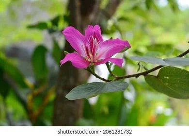 Kachnar
