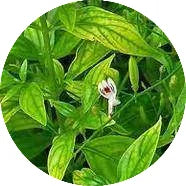 KalmeghaAndrographis-paniculata_1.webp
