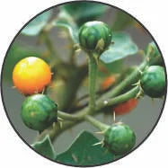 Kantakari-Solanum-xanthocarpum.webp