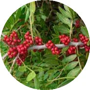 Karkatshringi-Pistacia-integerrima.webp