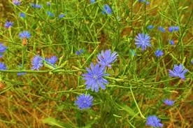 Cichorium intybus