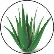 Kumari-Aloe-vera-1.webp