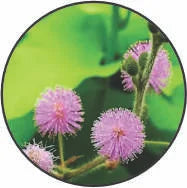 Lajjalu-Mimosa-pudica.webp