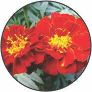 Marigold_938b26ef-a19c-4bf9-a884-0032c4b0bf9e.webp