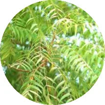 NimbaAzadirachta-indica.webp