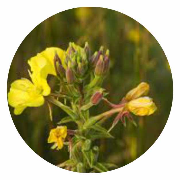 Oenothera_biennis.jpg