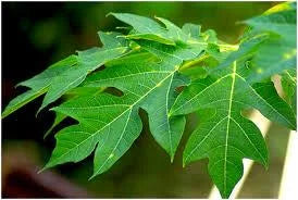 Papaya Leaves