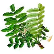 ShallakiBoswellia-Serrata.webp