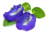 Shankhapushpi.webp