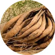 ShatavariAsparagus-racemosus_a54bce61-008f-4605-89f5-747e634a2f1e.webp