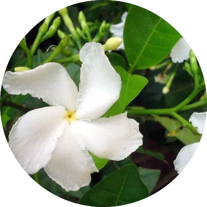 Tagara-Valeriana-wallichii.webp