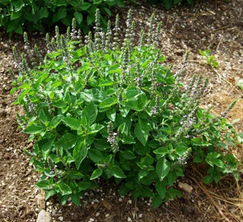Tulasi