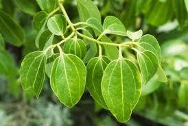 Cinnamomum zeylanicum