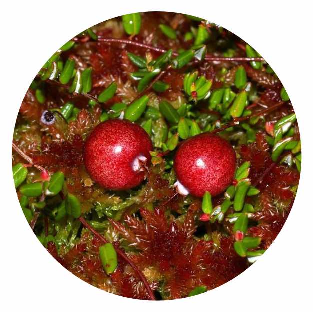 Vaccinium_oxycoccos.jpg