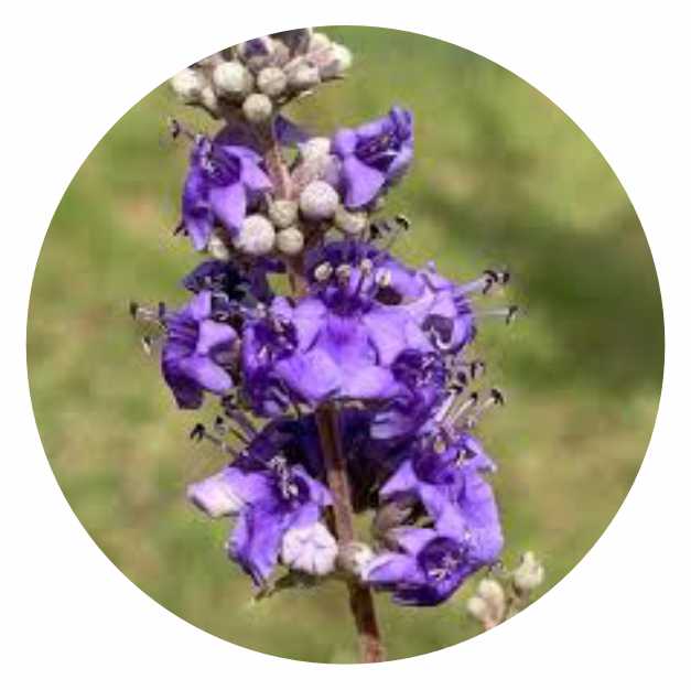 Vitex_agnus-castus.jpg