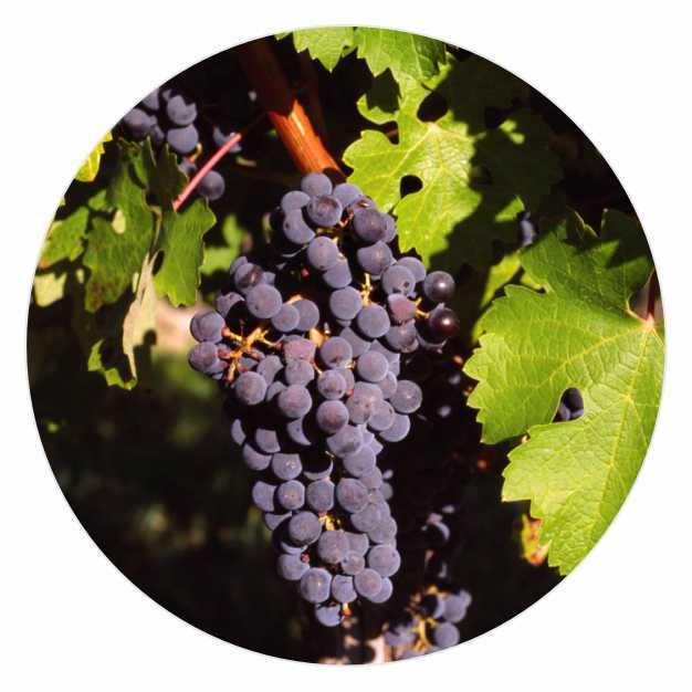 Vitis_vinifera.jpg