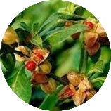 Withania-Somnifera.webp