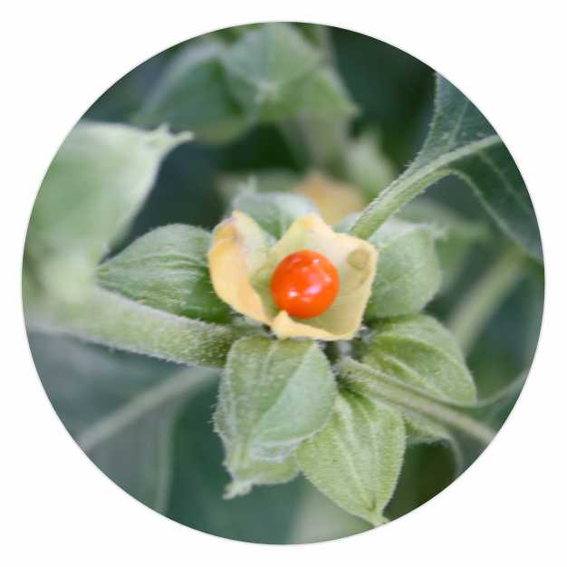 Withania_somnifera.jpg