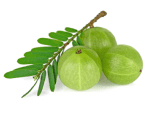 Sava Herbals Sava Herbals