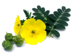 Sava Herbals Sava Herbals