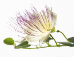 Sava Herbals Sava Herbals