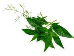 Sava Herbals Sava Herbals
