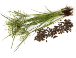 Sava Herbals Sava Herbals