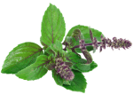 Sava Herbals Sava Herbals