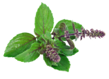 Tulsi extract Tulsi extract