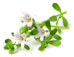 Sava Herbals Sava Herbals