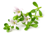 Brahmi Brahmi